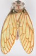 ciga5.jpg (3063 octets)