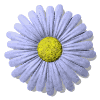 daisy.gif (12708 octets)