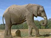 elephant21.jpg (5463 octets)