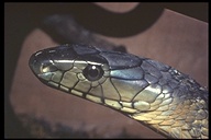 mamba.jpg (10570 octets)